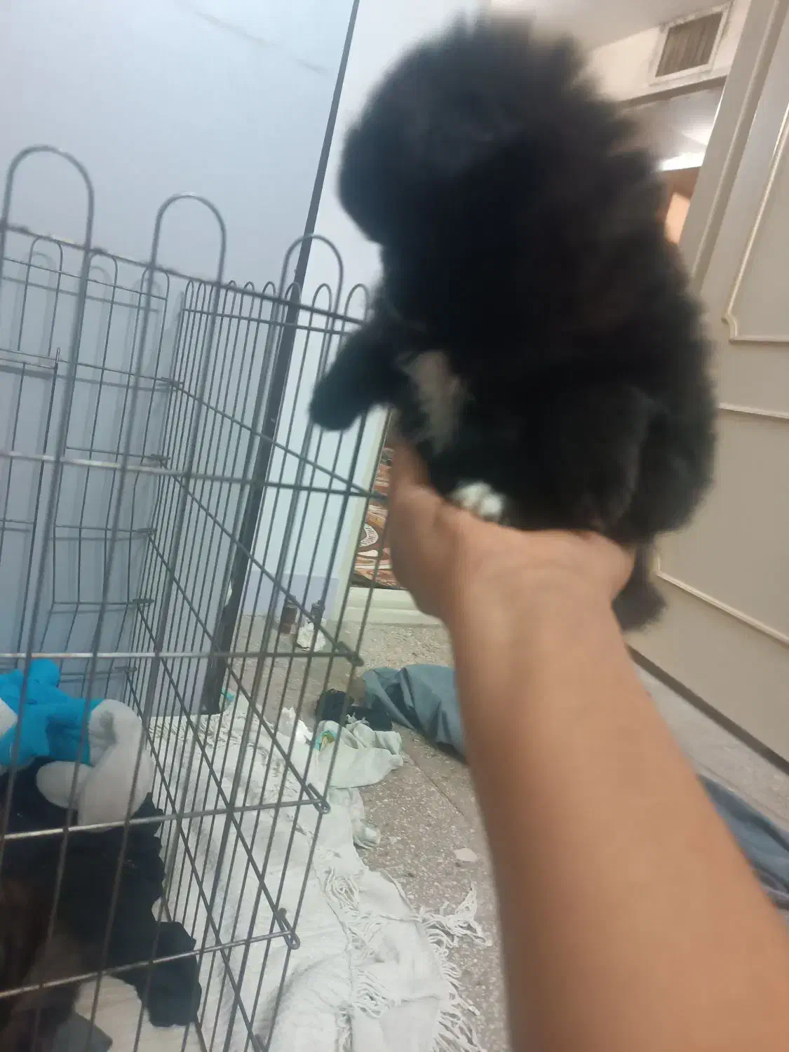 سگ پامر روباهی|سگ|یزد, |دیوار