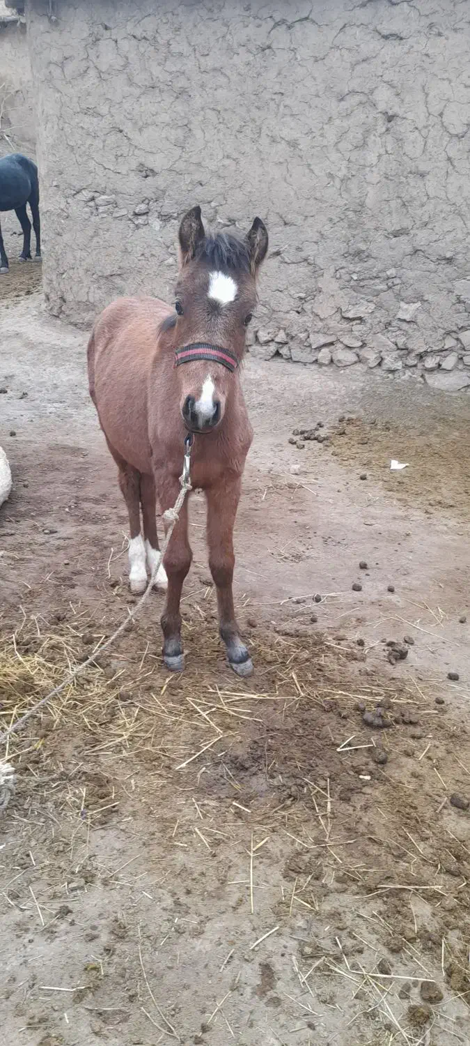 اسب|اسب و تجهیزات اسبسواری|خلخال, |دیوار