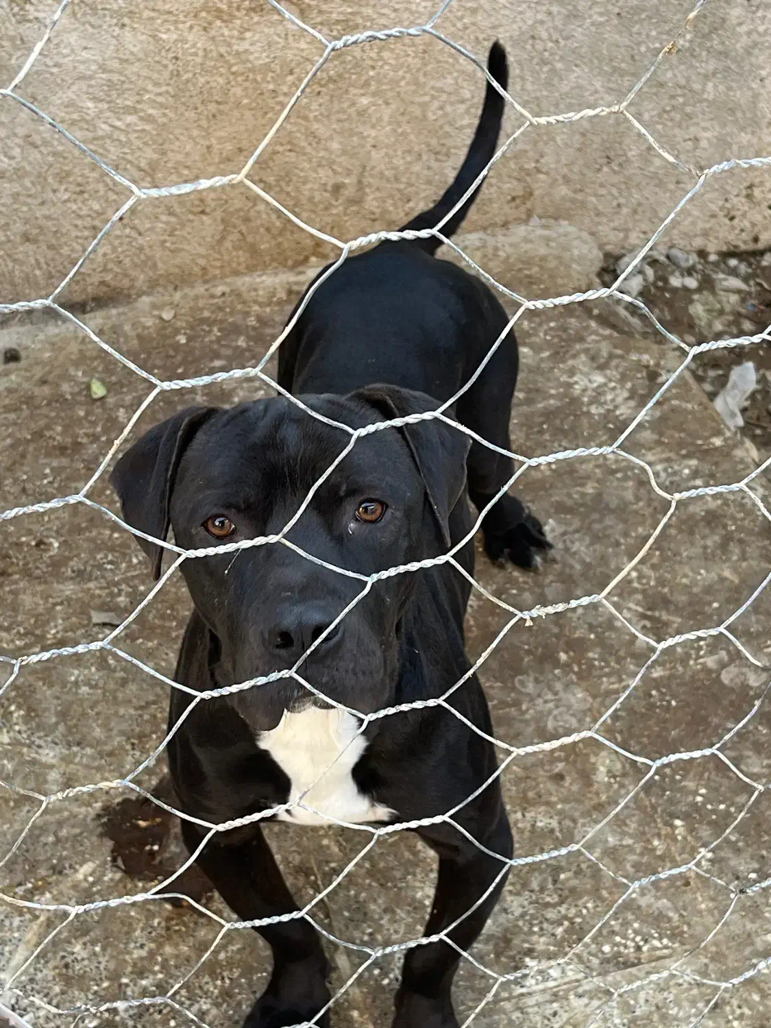 سگ پیتبول آمریکن بولی|سگ|گرگان, |دیوار