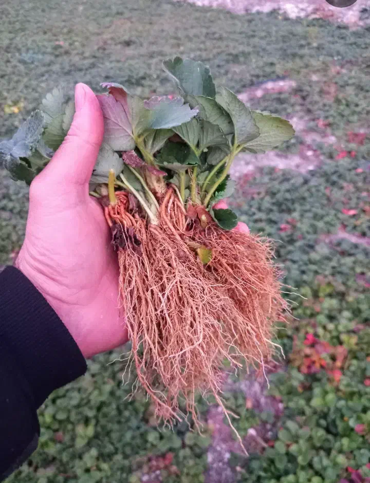 نشاتوت فرنگی|خدمات باغبانی و درختکاری|نورآباد ممسنی, |دیوار