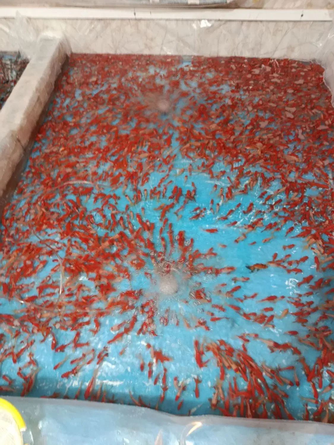 ماهی قرمز|ماهی|همدان, |دیوار