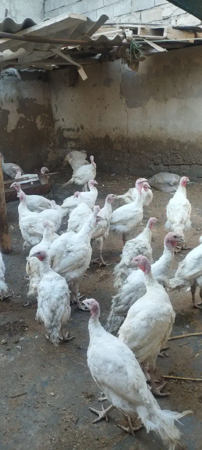 فروش مرغ و بوقلمون|حیوانات مزرعه|چابهار, |دیوار