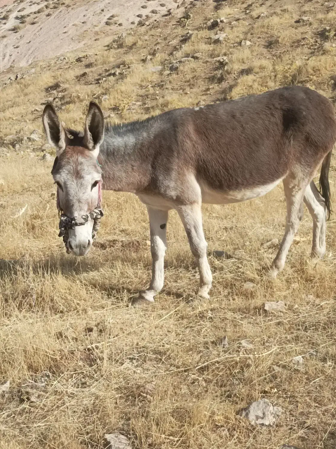 الاغ ماده|حیوانات مزرعه|پلدختر, |دیوار