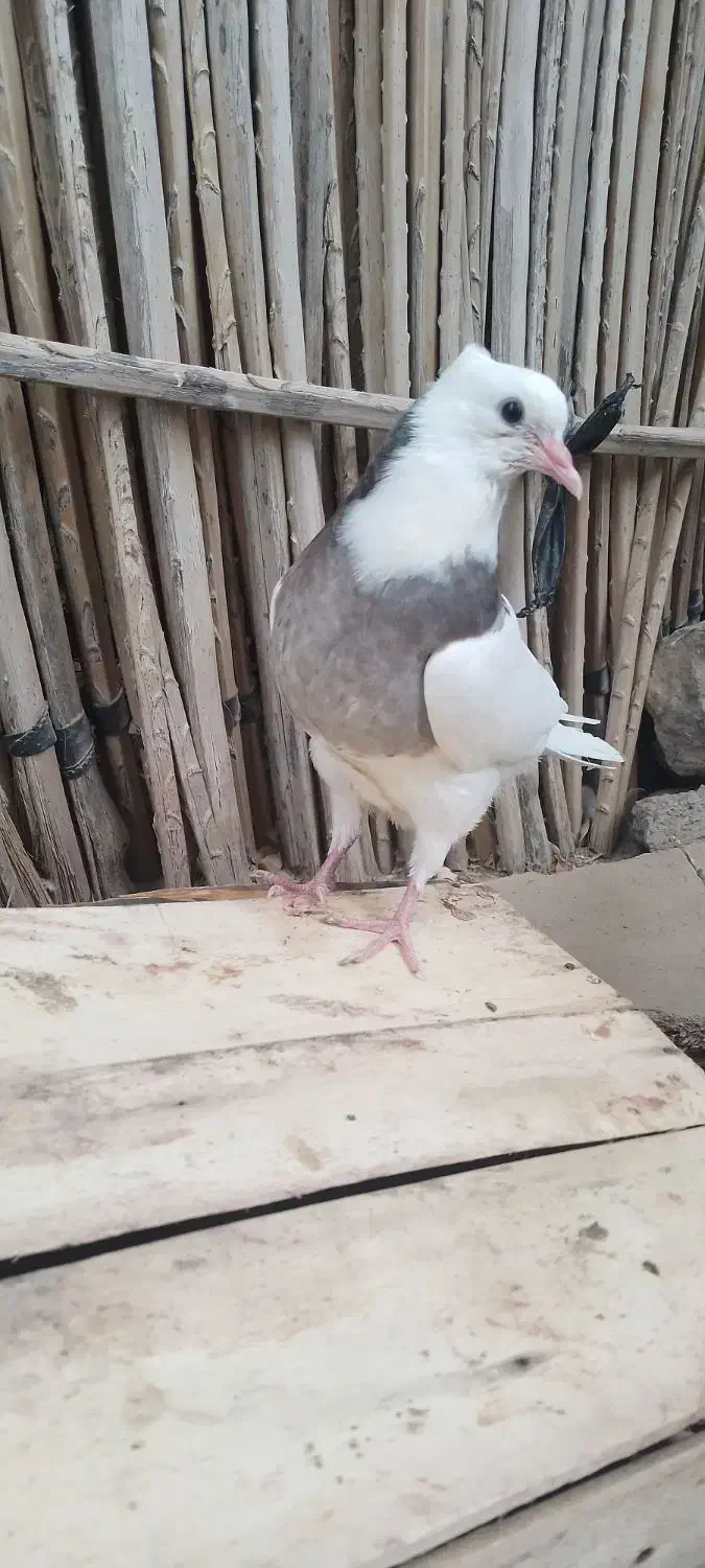 ۳تا جوجه طوقی فروشی|پرنده|جیرفت, |دیوار