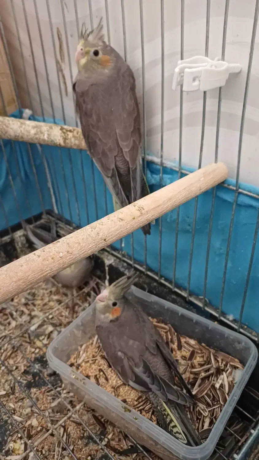 عروس هلندی|پرنده|قصرشیرین, |دیوار