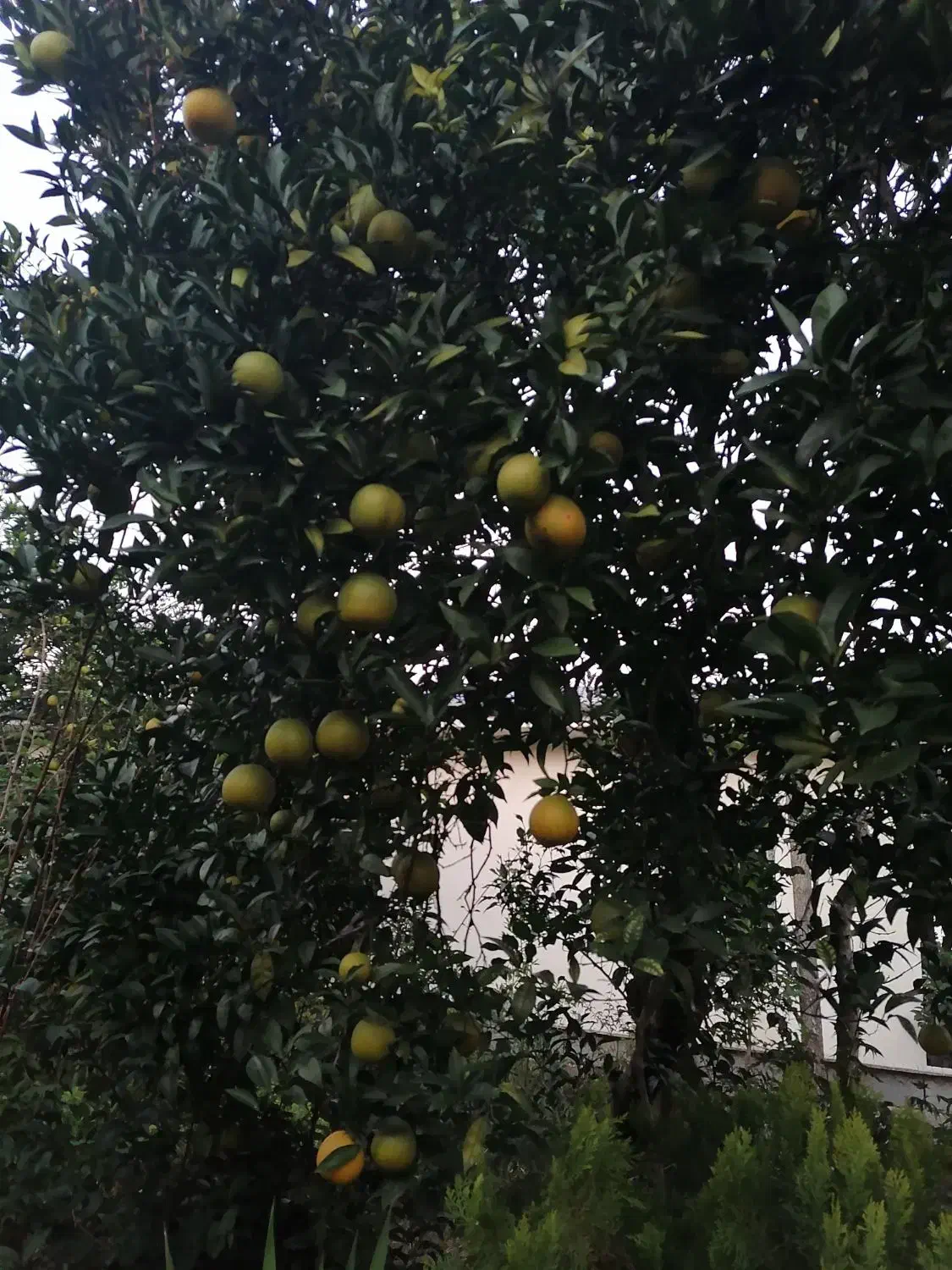 میوه پرتقال حدود 2 تن و نیم|عمده‌فروشی|کلارآباد, |دیوار