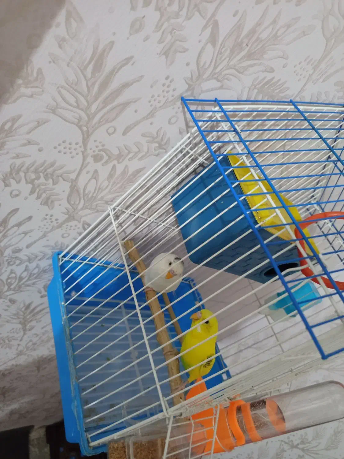 مرغ|پرنده|مریوان, |دیوار