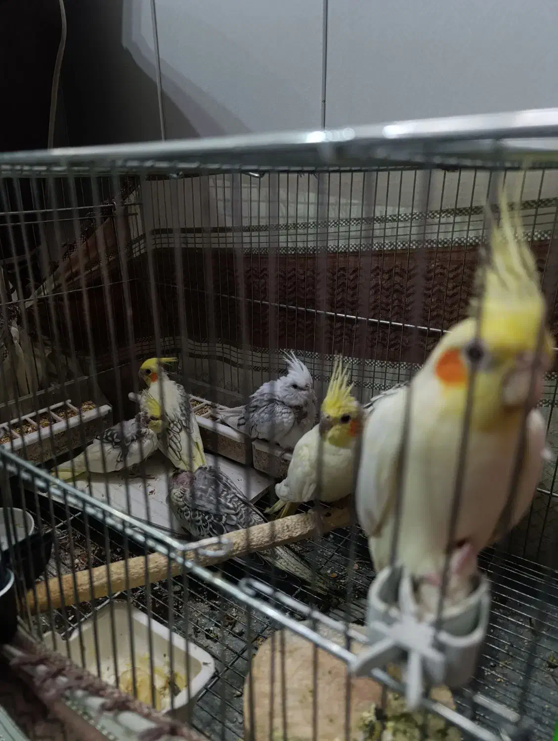 عروس هلندی مولد|پرنده|اصفهان, فردوان|دیوار