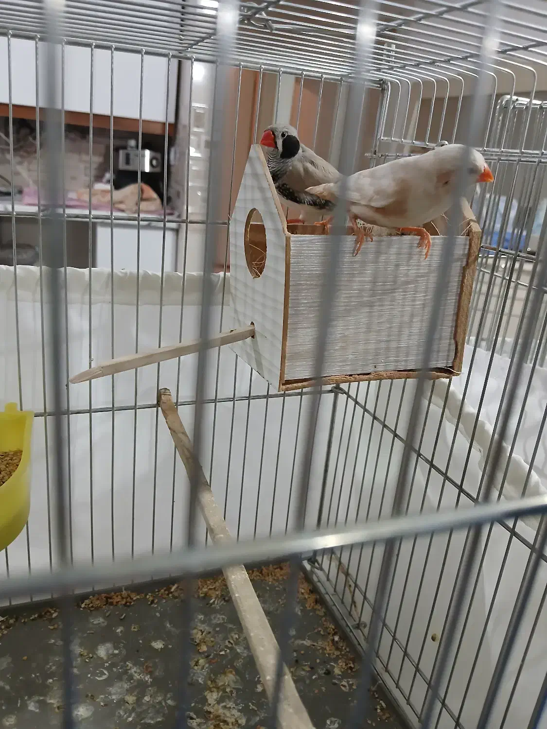 فنج اورنج|پرنده|فردیس, شهرک شهید حسینی|دیوار