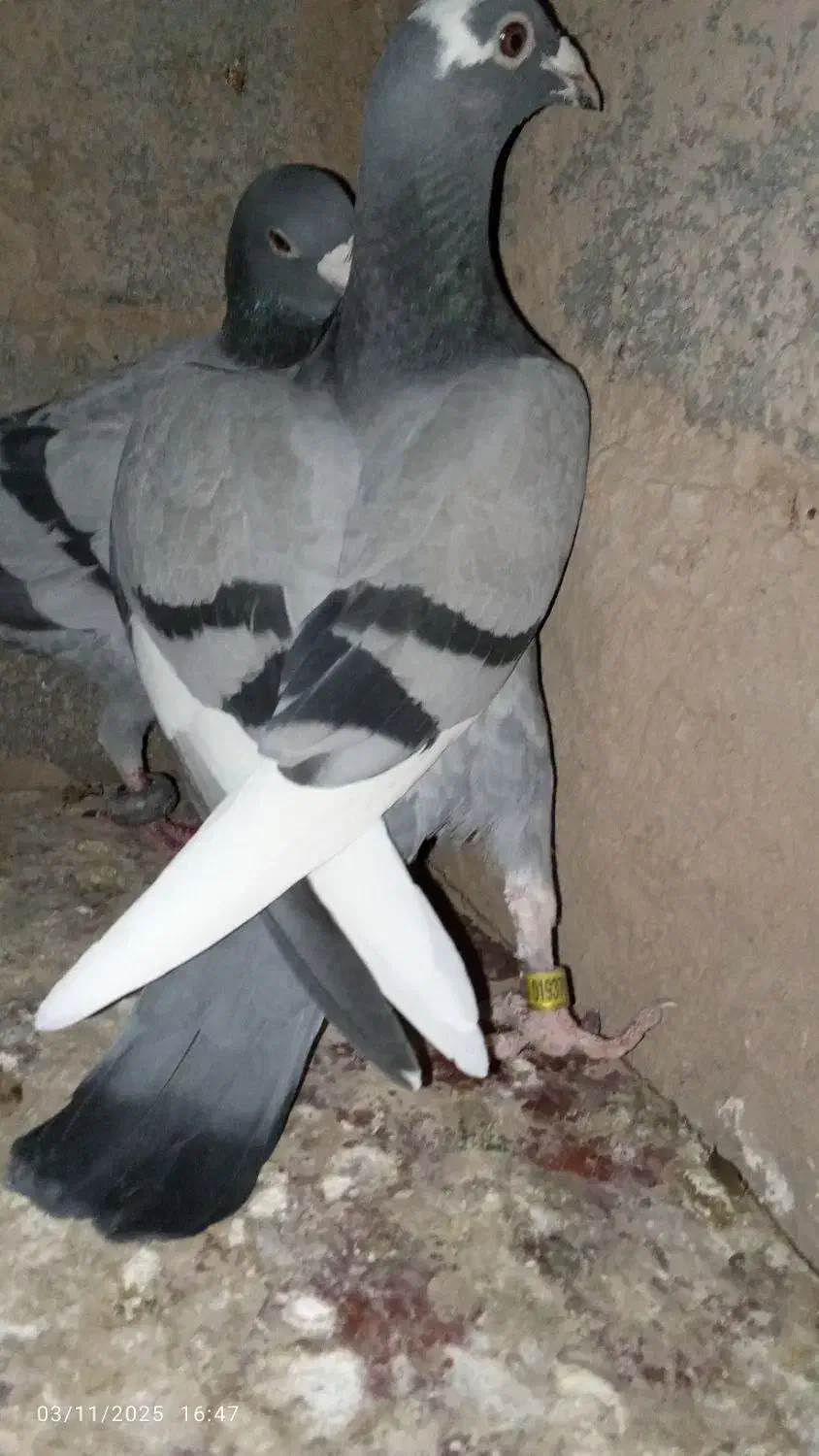 کفتر سبز نر|پرنده|قائن, |دیوار