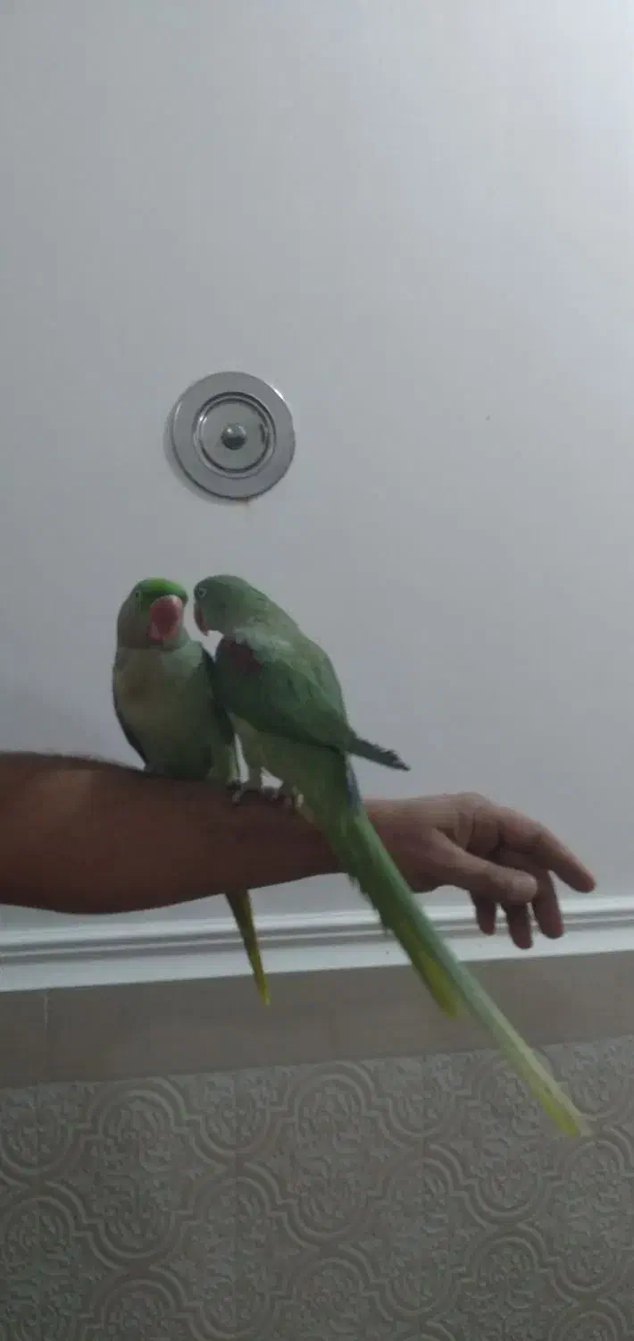 شاه طوطی دستی|پرنده|شوشتر, |دیوار