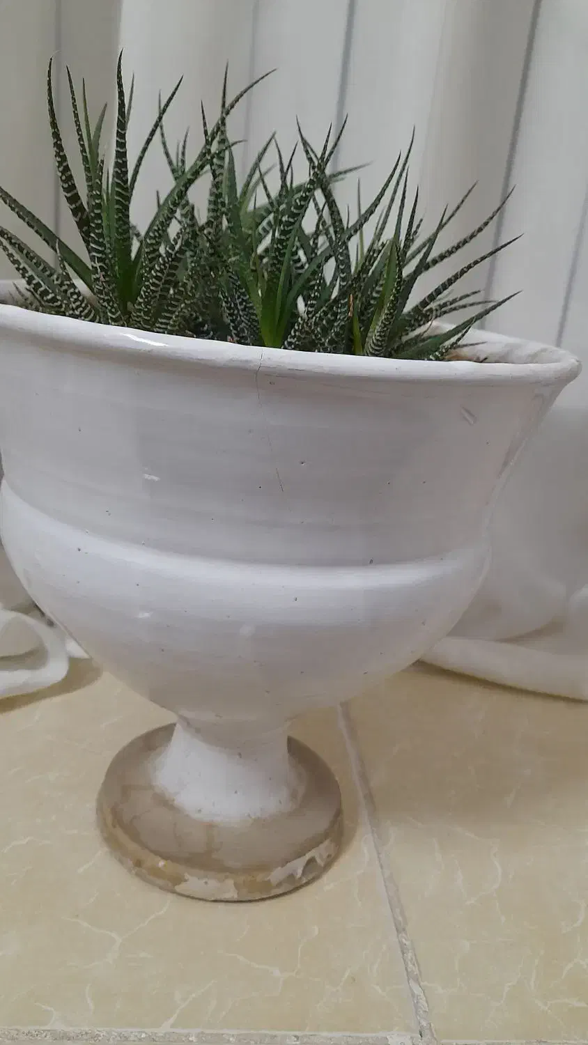 گل سبز|گل و گیاه طبیعی|مرند, |دیوار