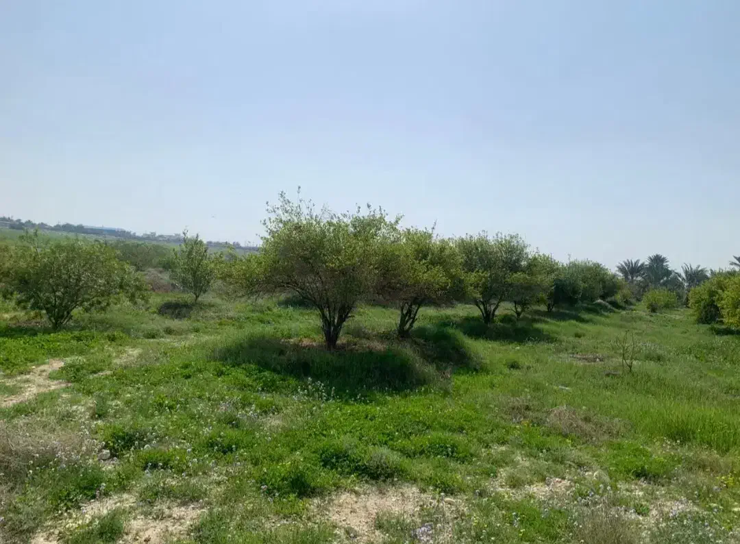 زمین نخل|خدمات باغبانی و درختکاری|برازجان, |دیوار