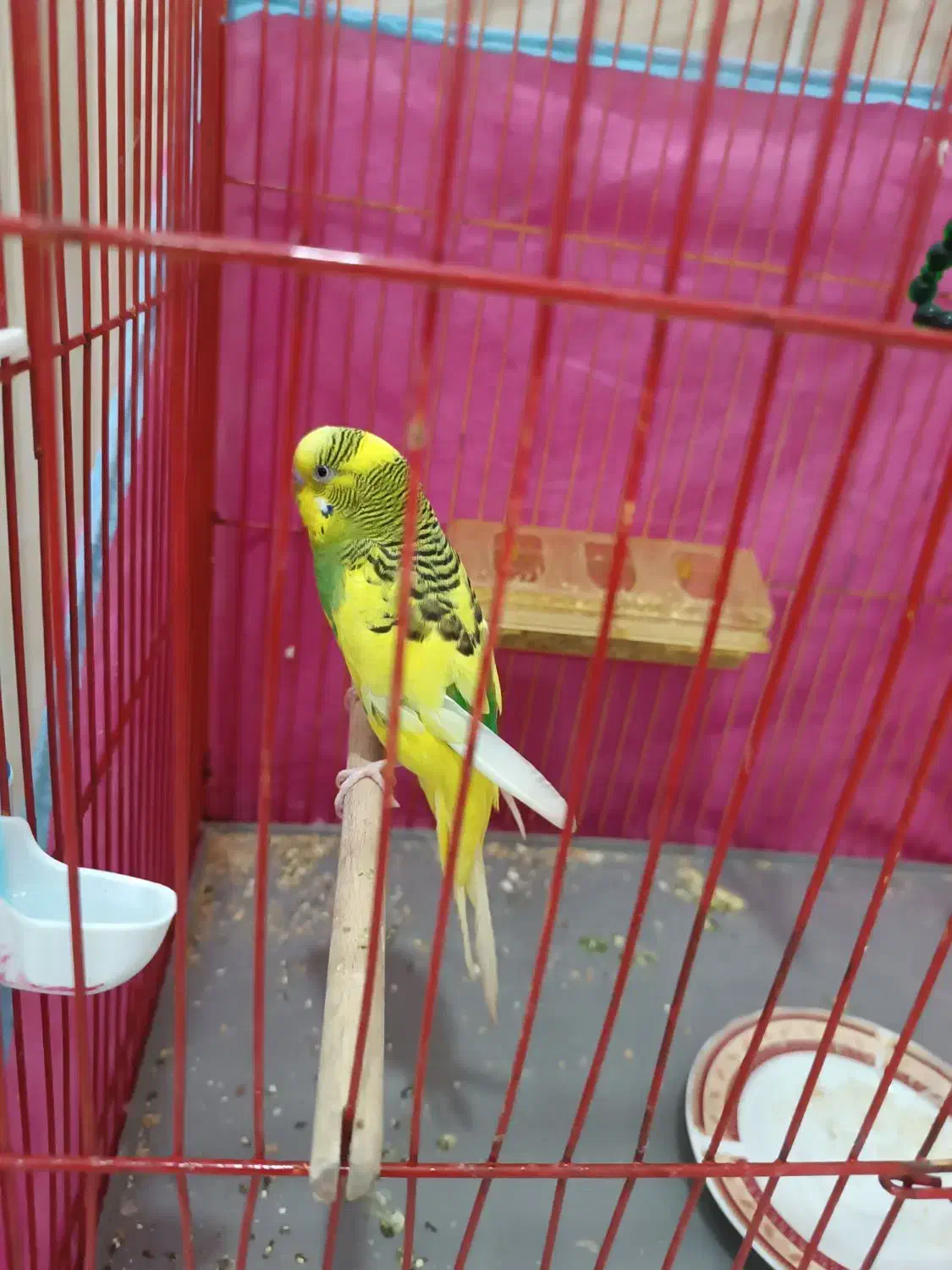 مرغ عشق|پرنده|سیرجان, |دیوار