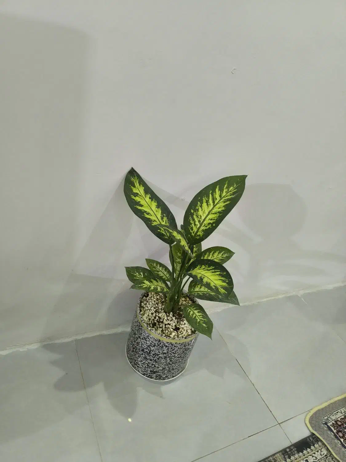 دیفن باخیا|گل و گیاه طبیعی|مشهد, شهید علی محمدی|دیوار