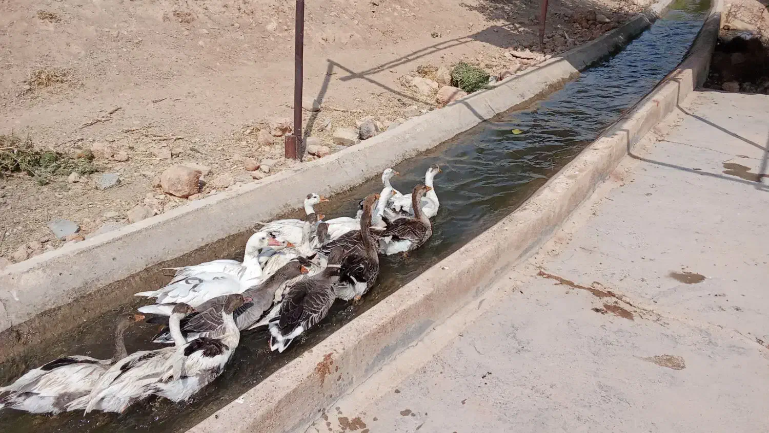 غاز|حیوانات مزرعه|بیضا, |دیوار