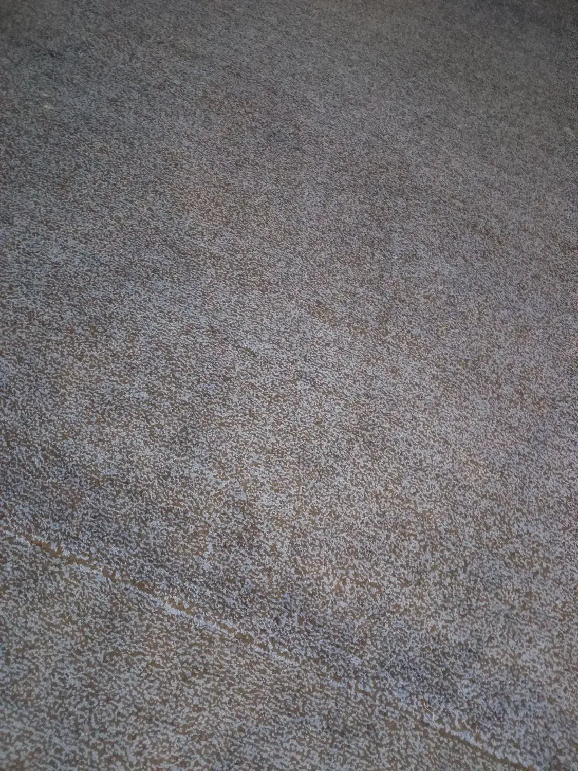 سی متر موکت درحدنو|موکت|خرمشهر, |دیوار