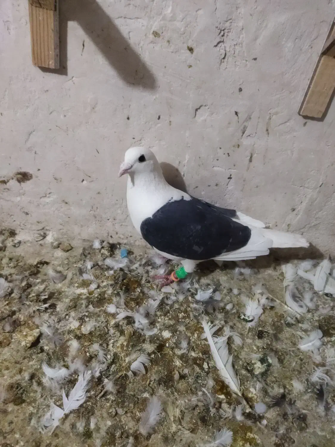 سلام پشت اهوازی|حیوانات|شیروان (خراسان), |دیوار