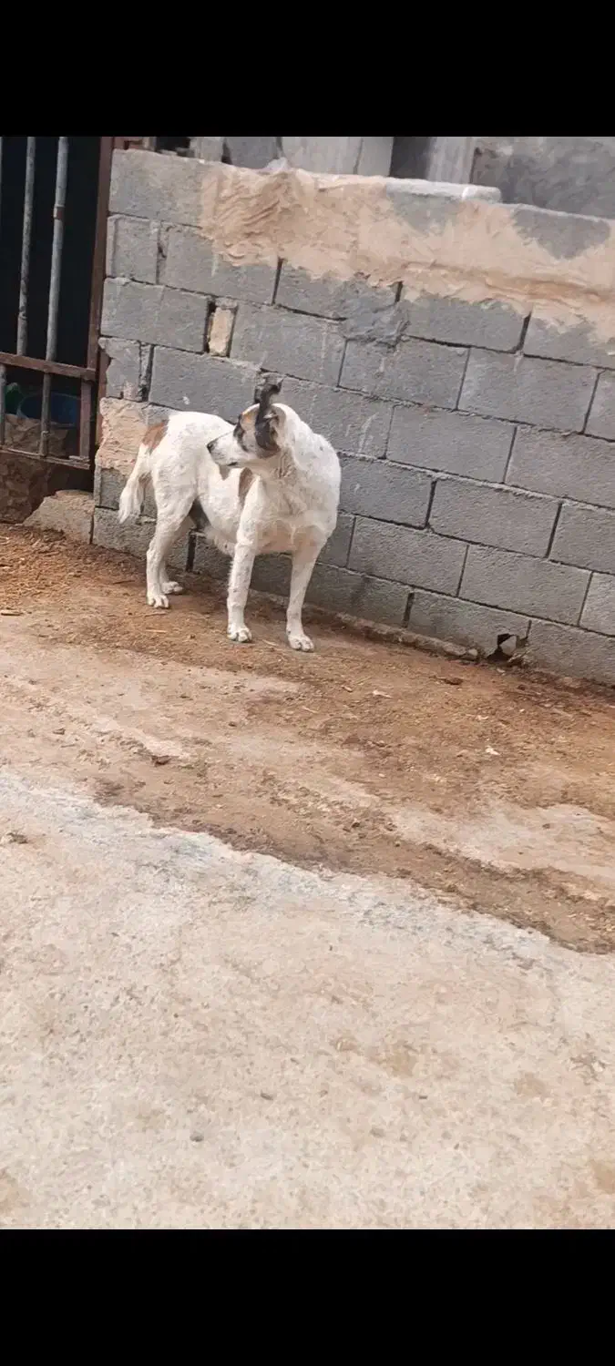 لاس خراسانی سه سال|سگ|کیار, |دیوار