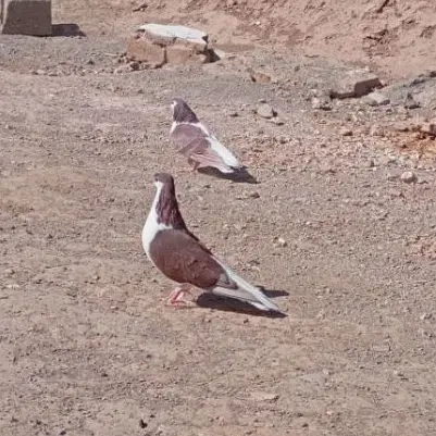 ساده|پرنده|اسحاق آباد, |دیوار