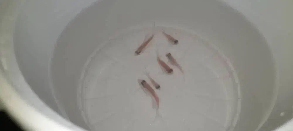 کالر ویدو سفید|ماهی|دزفول, |دیوار