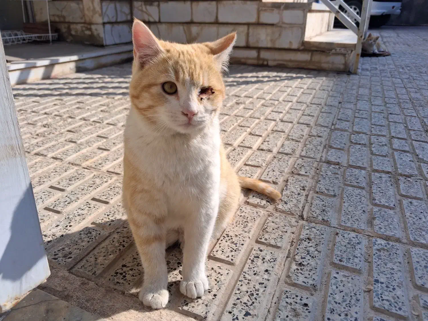 گربه رایگان|گربه|تربت جام, المهدی|دیوار