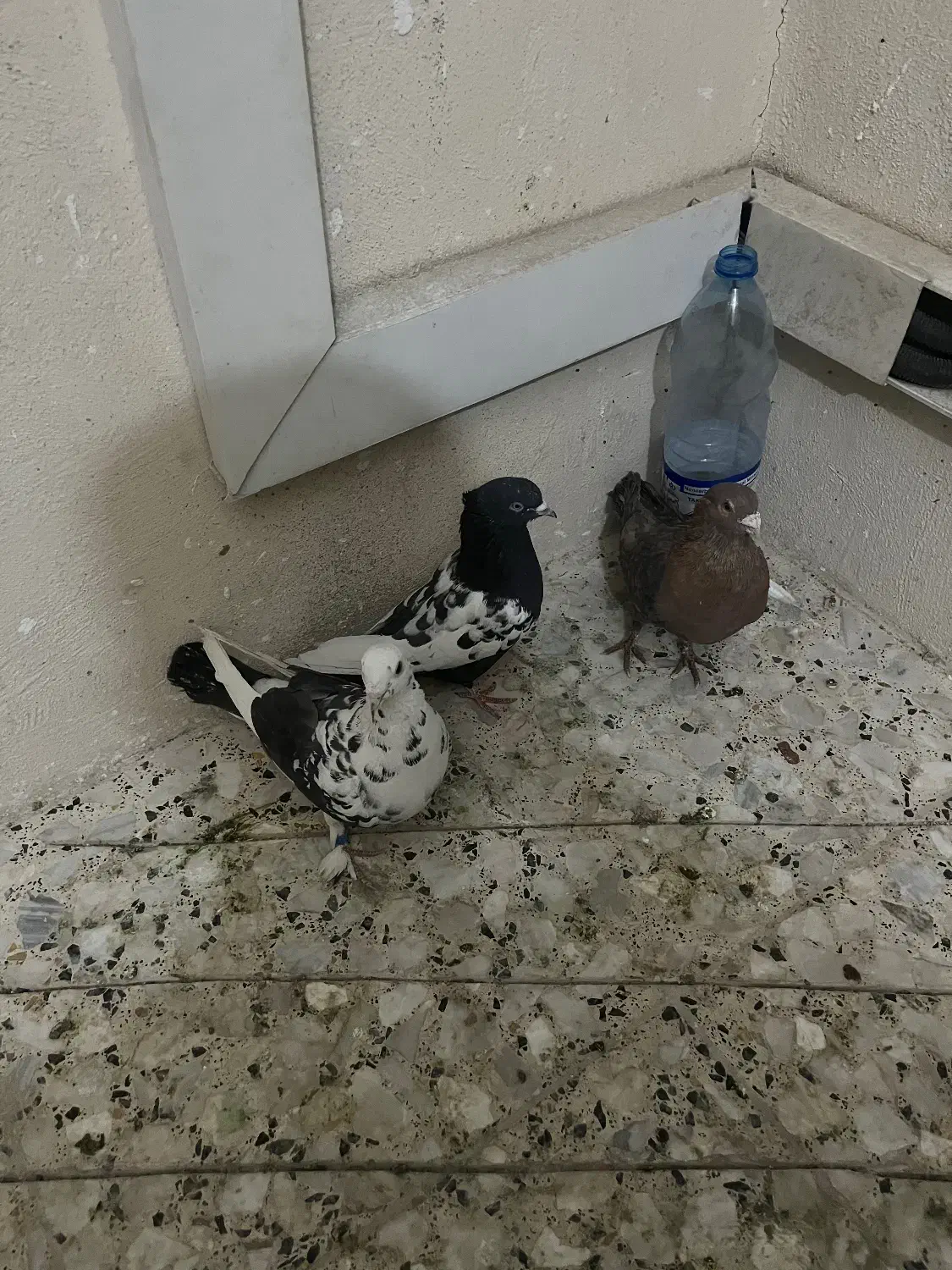 ۳تا گرفتنی پرشی خوب|پرنده|شیراز, شهرک مفتح|دیوار