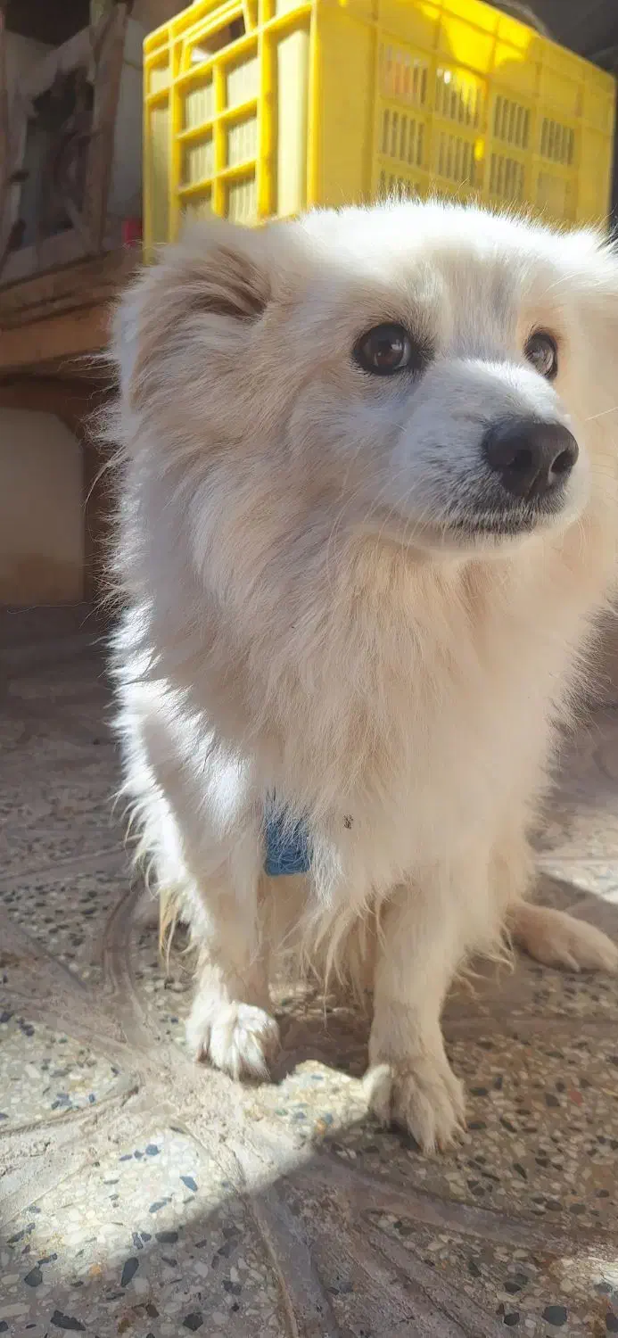 سگ پامر ، سگ پامر روباهی ، سگ ، سگ خونگی|سگ|تهران, قیطریه|دیوار