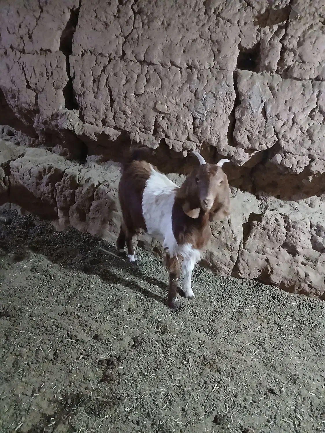 بزغاله ماده|حیوانات مزرعه|تربت جام, میان جام|دیوار