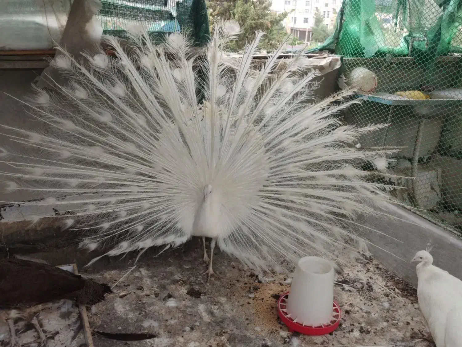 طاووس بالغ و جوجه طاووس هندی و سفید|پرنده|تهران, ترمینال جنوب|دیوار