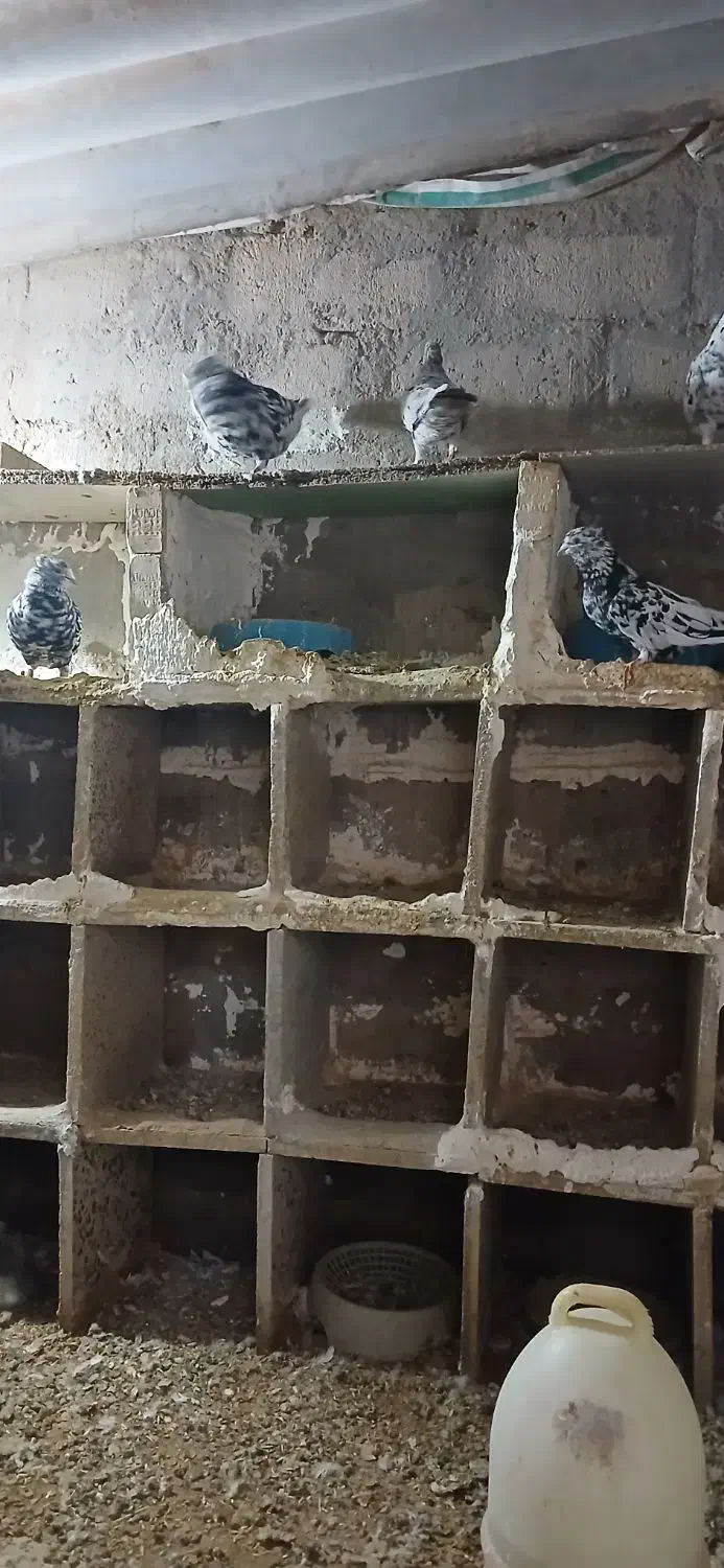 کاکلی قدیم|پرنده|گتوند, |دیوار