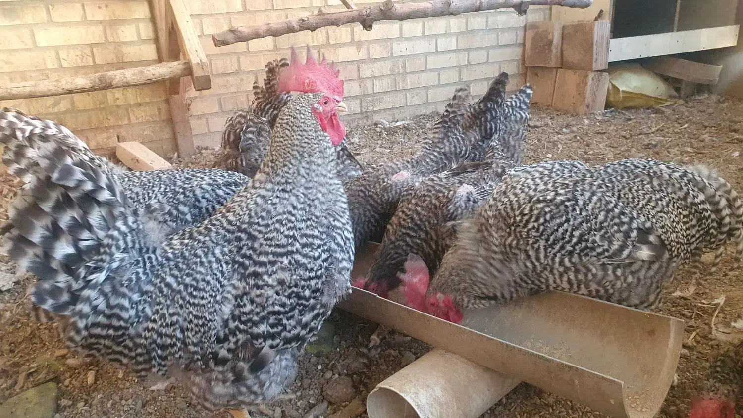 مرغ و خروس امروک پلیموت راک|حیوانات مزرعه|تهران, فدک|دیوار