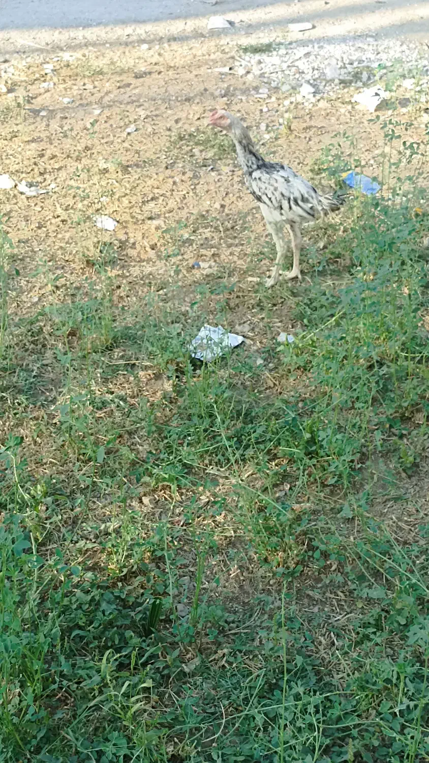 جوجه خروس|حیوانات مزرعه|ایرانشهر, |دیوار