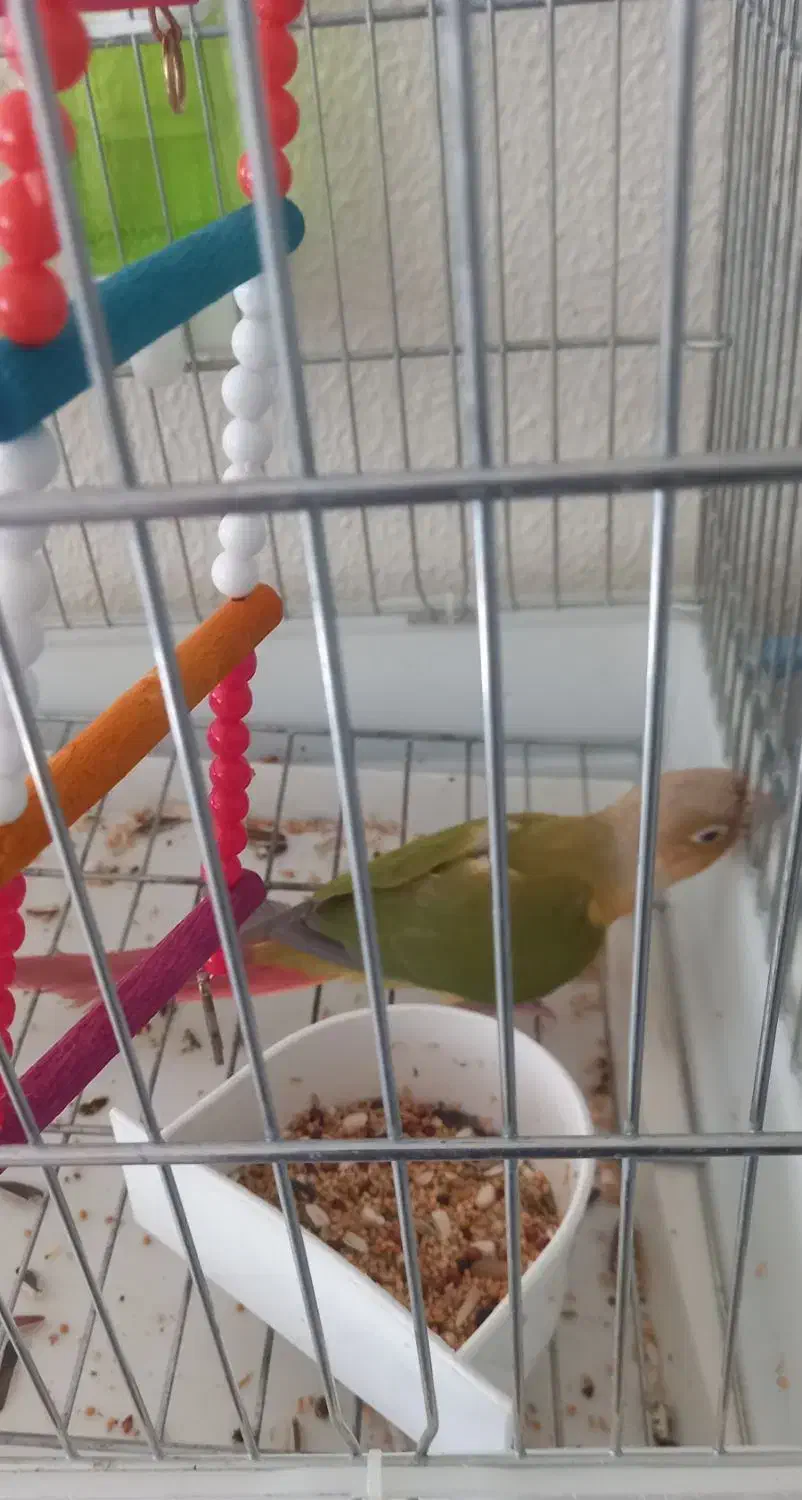 طوطی گیرینجیک|پرنده|شاهین‌شهر, طالقانی|دیوار