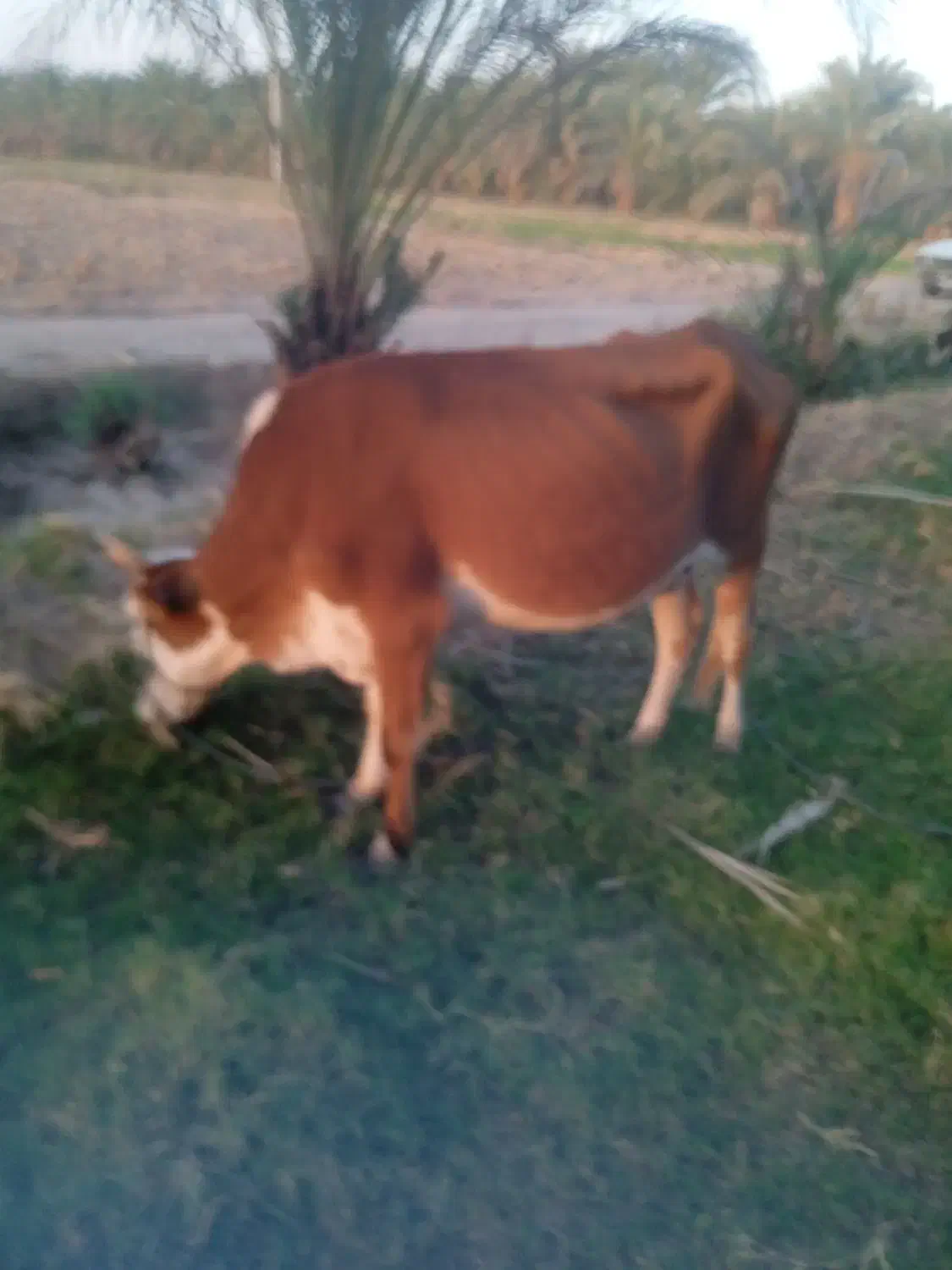 گاو فروشی|حیوانات مزرعه|دلگان, |دیوار