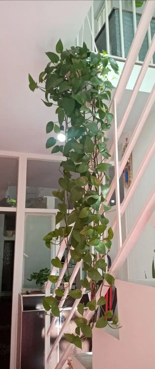 گلدان پتوس|گل و گیاه طبیعی|محمدشهر, سیدآباد|دیوار