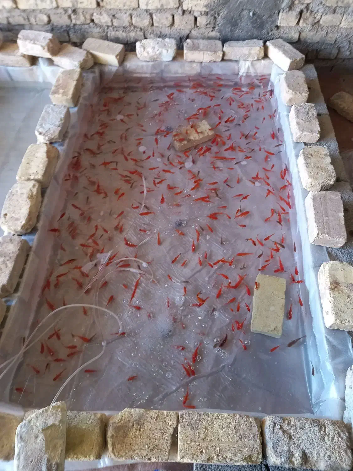 ماهی قرمز|ماهی|یزد, |دیوار