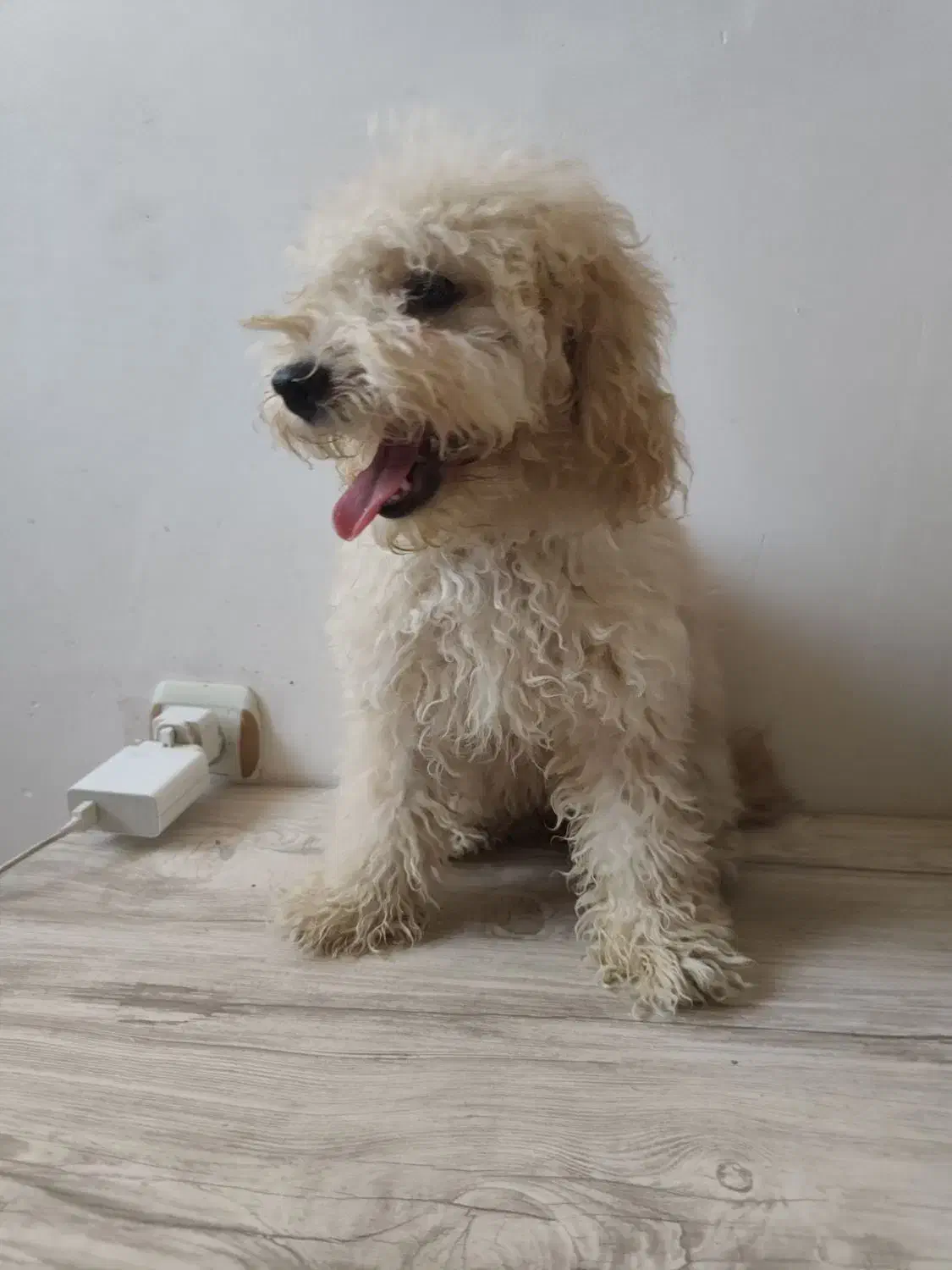 پودل|سگ|شیراز, دوکوهک|دیوار