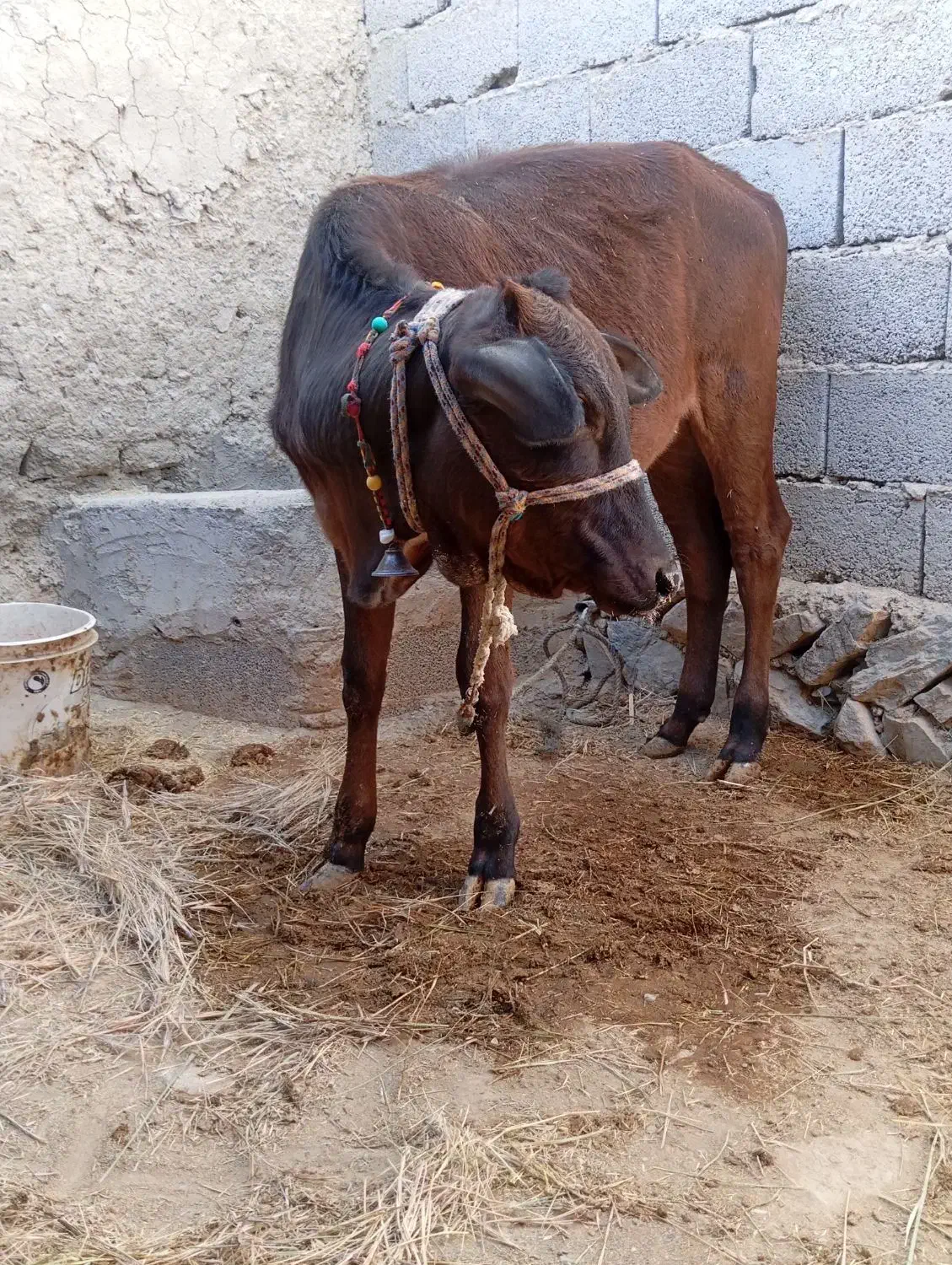 گاو و گوساله|حیوانات مزرعه|سراوان, |دیوار