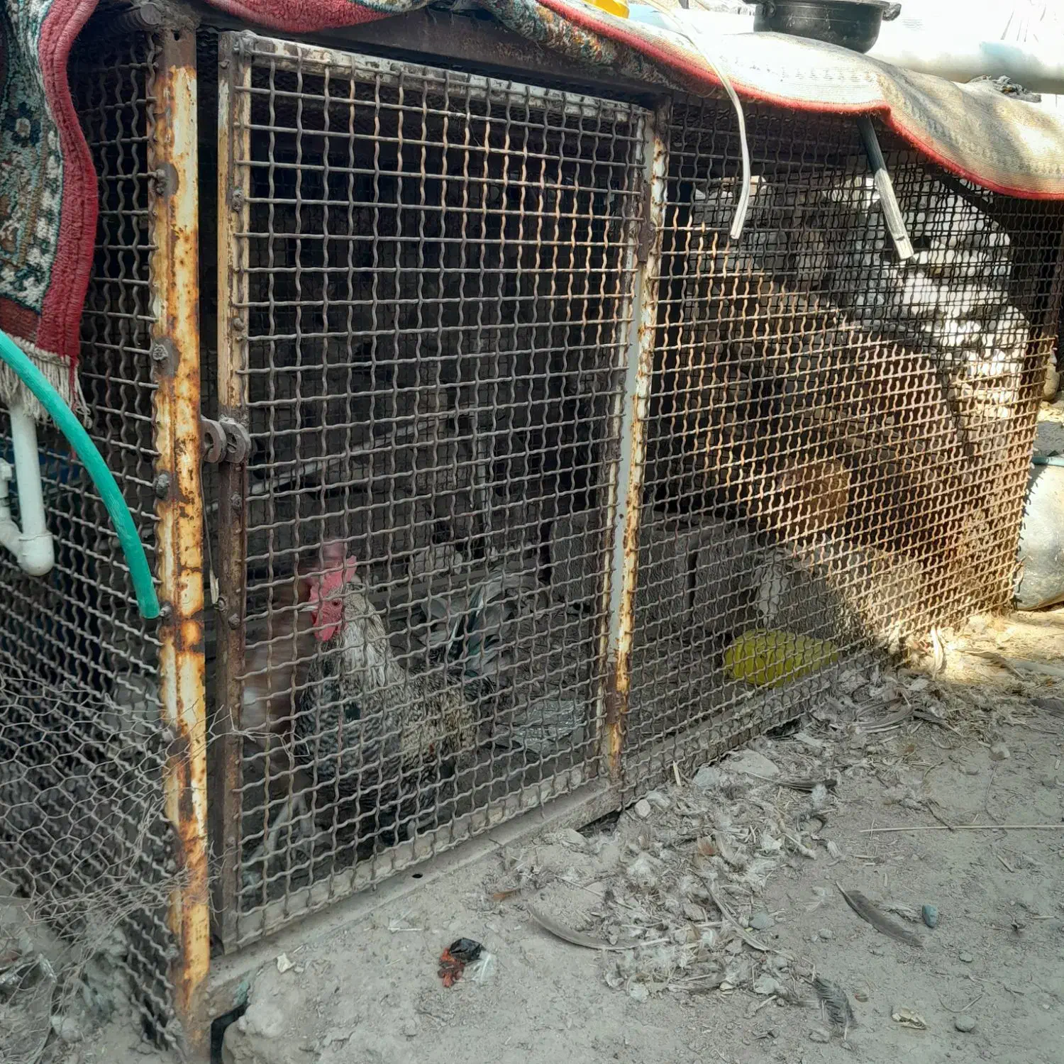 جا گیر ب کار نمیاد|لوازم جانبی حیوانات|جیرفت, |دیوار