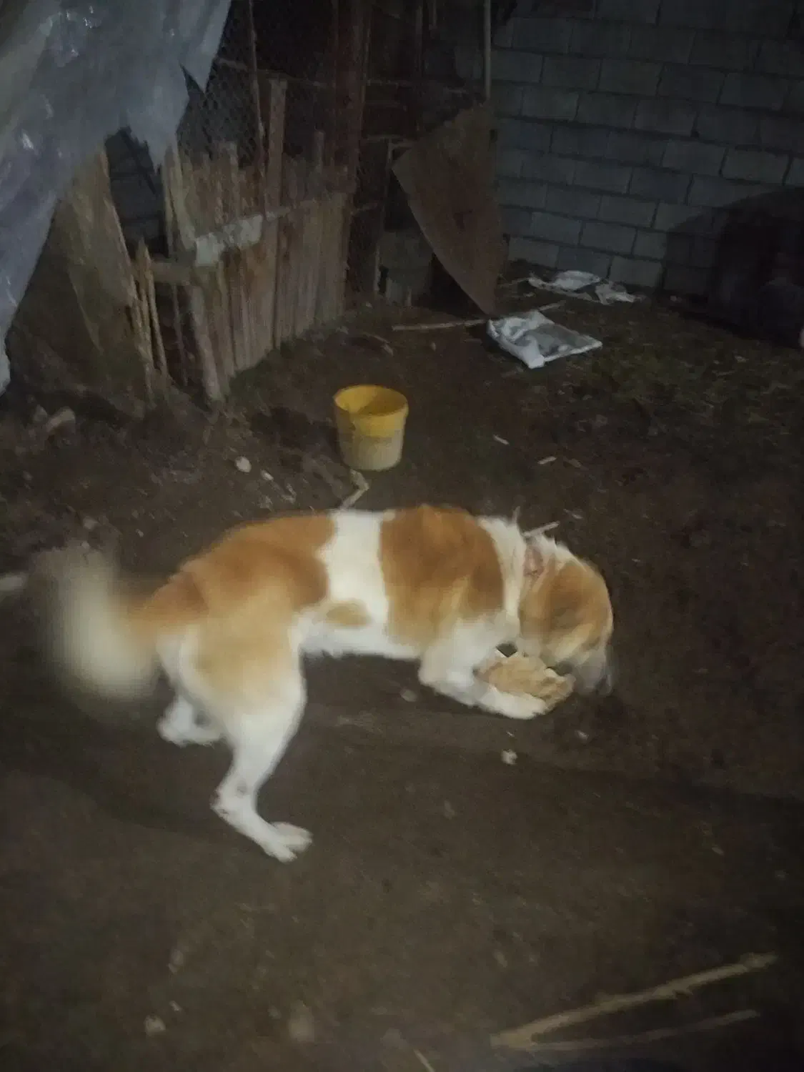 واگذاری سگ|سگ|کردکوی, |دیوار