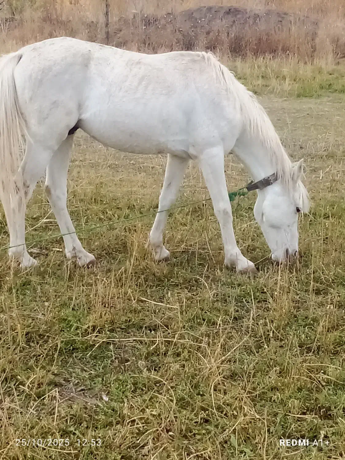 آرام‌وخوب|اسب و تجهیزات اسب‌سواری|ماکو, |دیوار