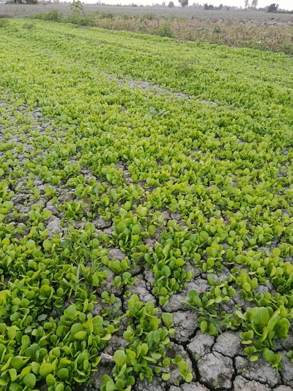 نشای کاهو بذر خوب|خدمات باغبانی و درختکاری|کردکوی, |دیوار