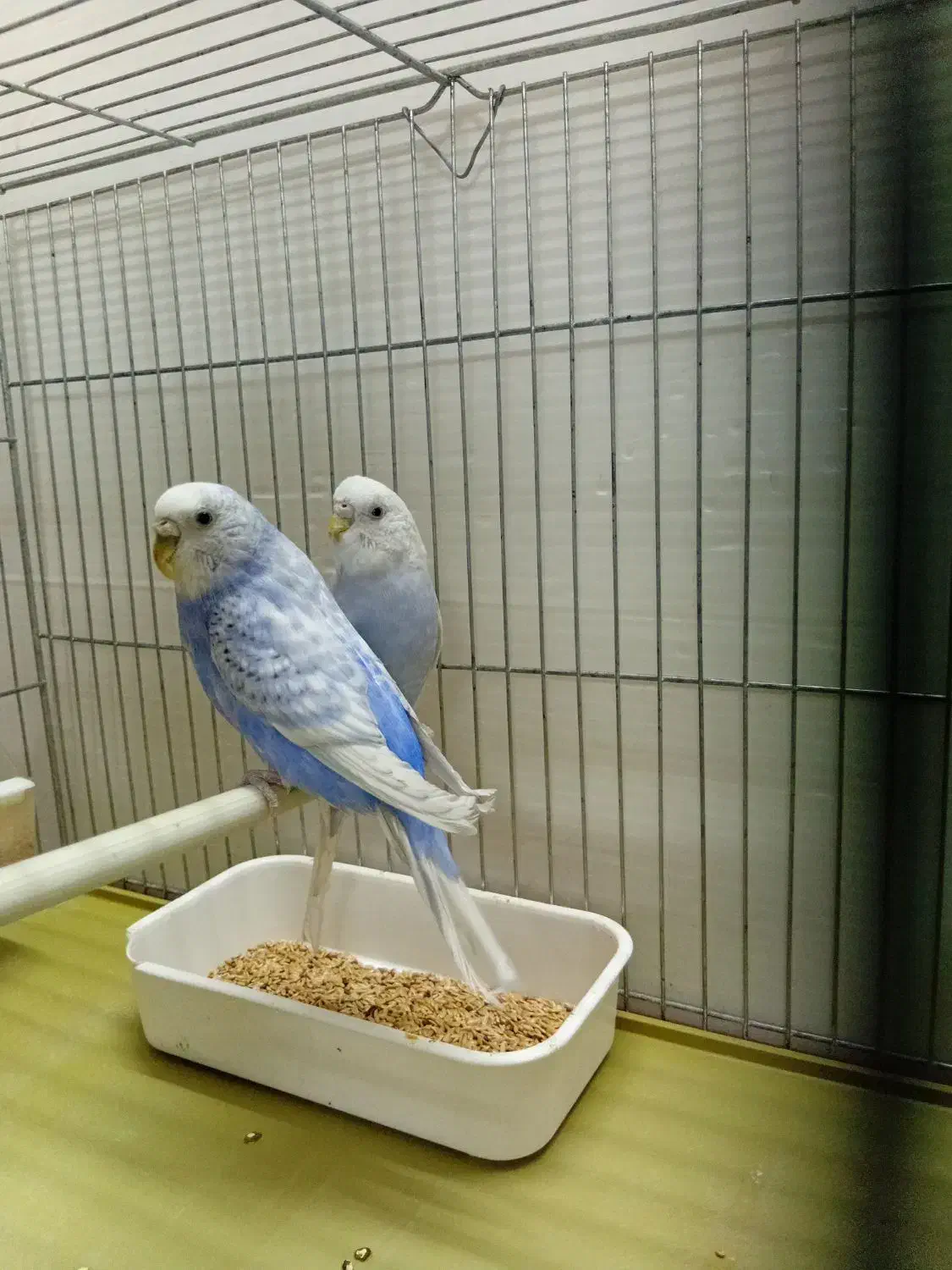 مرغ عشق اسپانگل بنفش بلژیکی|پرنده|شیراز, محراب|دیوار