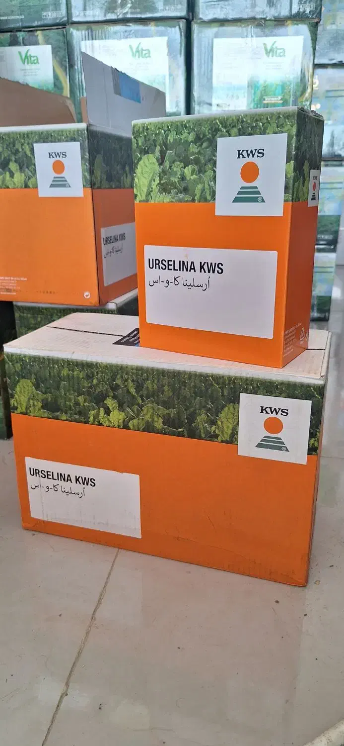 خرید و فروش بذر چغندر|عمدهفروشی|پیرانشهر, |دیوار