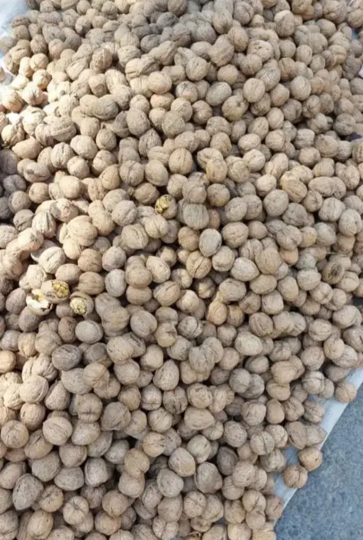 گردوی تویسرکان|خوردنی و آشامیدنی|تهران, پرستار|دیوار