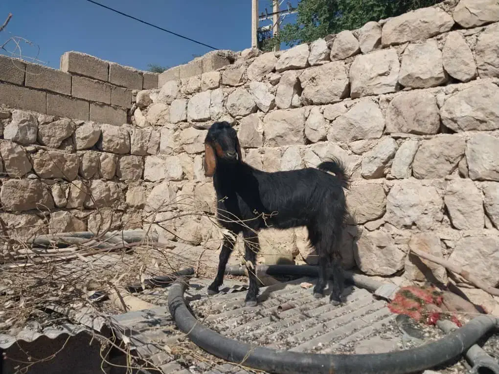 دو عدد تیر بز|حیوانات مزرعه|اندیمشک, |دیوار