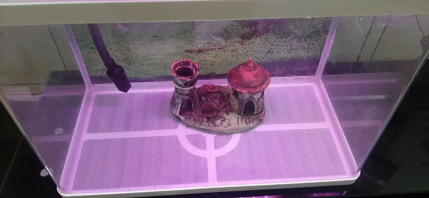 آکواریوم تمیز شرکتی دلسا بافیلترو ماهی|ماهی|رامهرمز, |دیوار