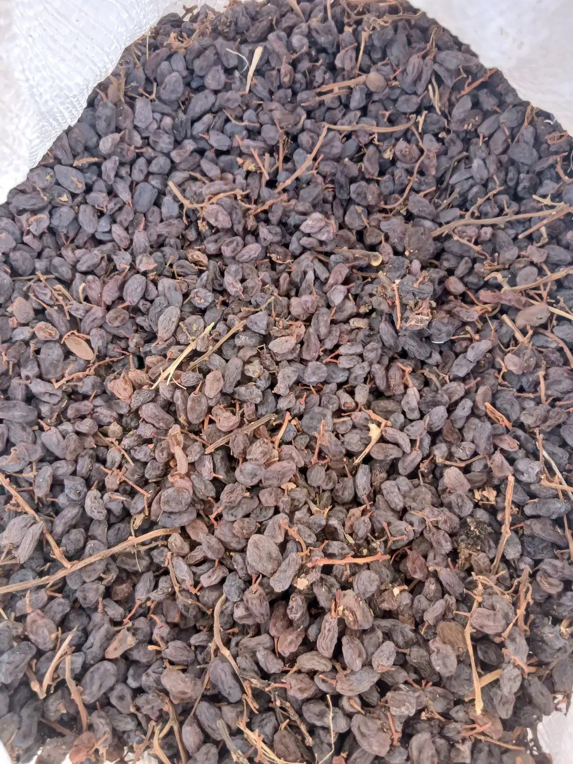 کشمش مویز،بیدانه،یاقوتی|خوردنی و آشامیدنی|زرندیه, |دیوار