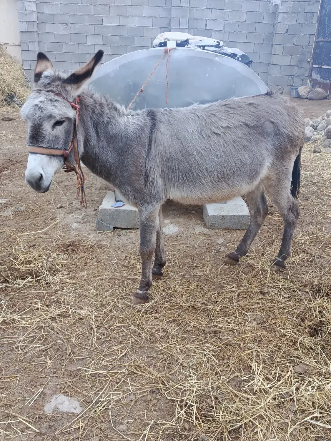 الاغ ماده|حیوانات مزرعه|آشخانه, |دیوار